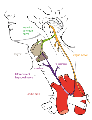 A diagram of the recurrent laryngeal nerve.