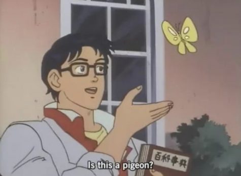 Man looks at butterfly and asks, "is this a pigeon?"