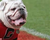 Uga stands with his tongue out at the football stadium