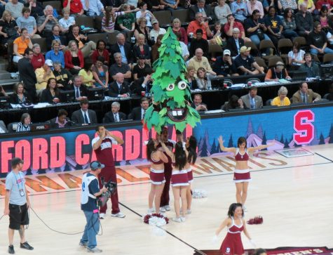 The Stanford Tree stands at half court.