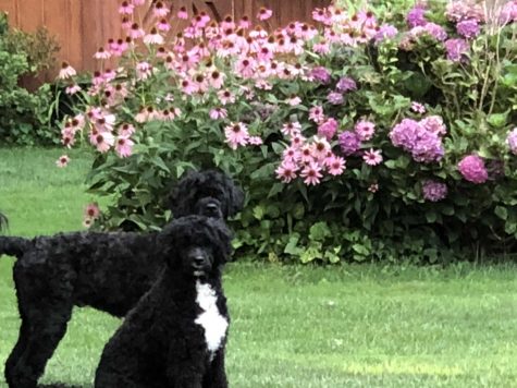 Two black dogs in front of pink flower bush.