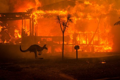 A kangaroo in front of a burning building