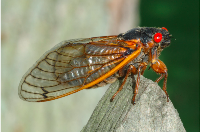 Image of a periodical cicada