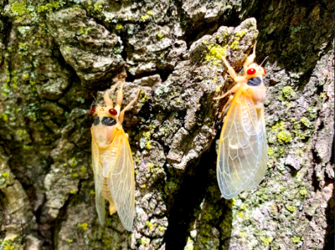 Cicadas on a tree