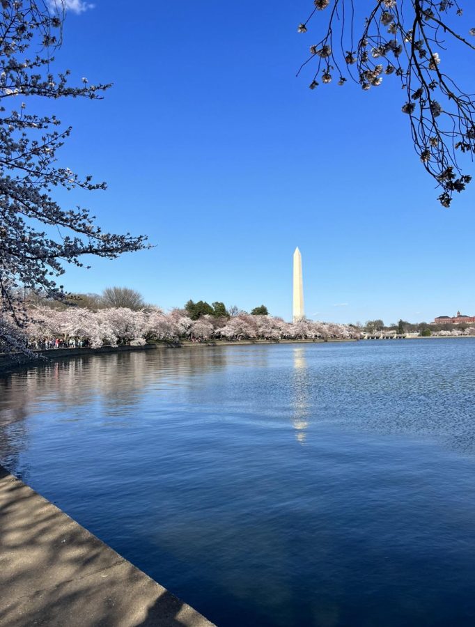 Cherry blossoms bloom on the National Mall.
