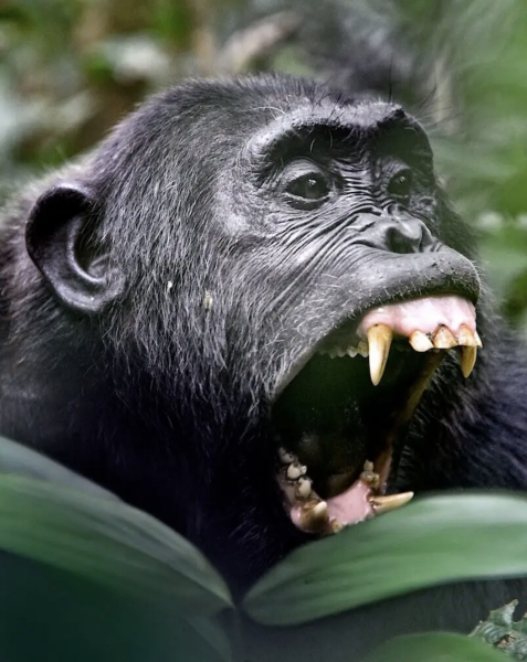 An Eastern Chimpanzee hides in the brush and reveals its sharp canine teeth. (Photo by Rod Waddington)