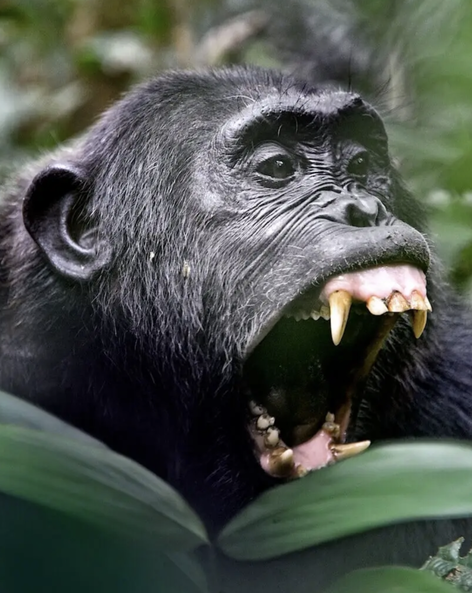 An+Eastern+Chimpanzee+hides+in+the+brush+and+reveals+its+sharp+canine+teeth.+%28Photo+by+Rod+Waddington%29