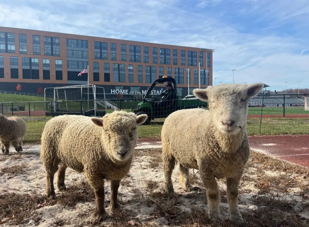 Sheep graze by the Meridian football field. (Photo via FCCPS)